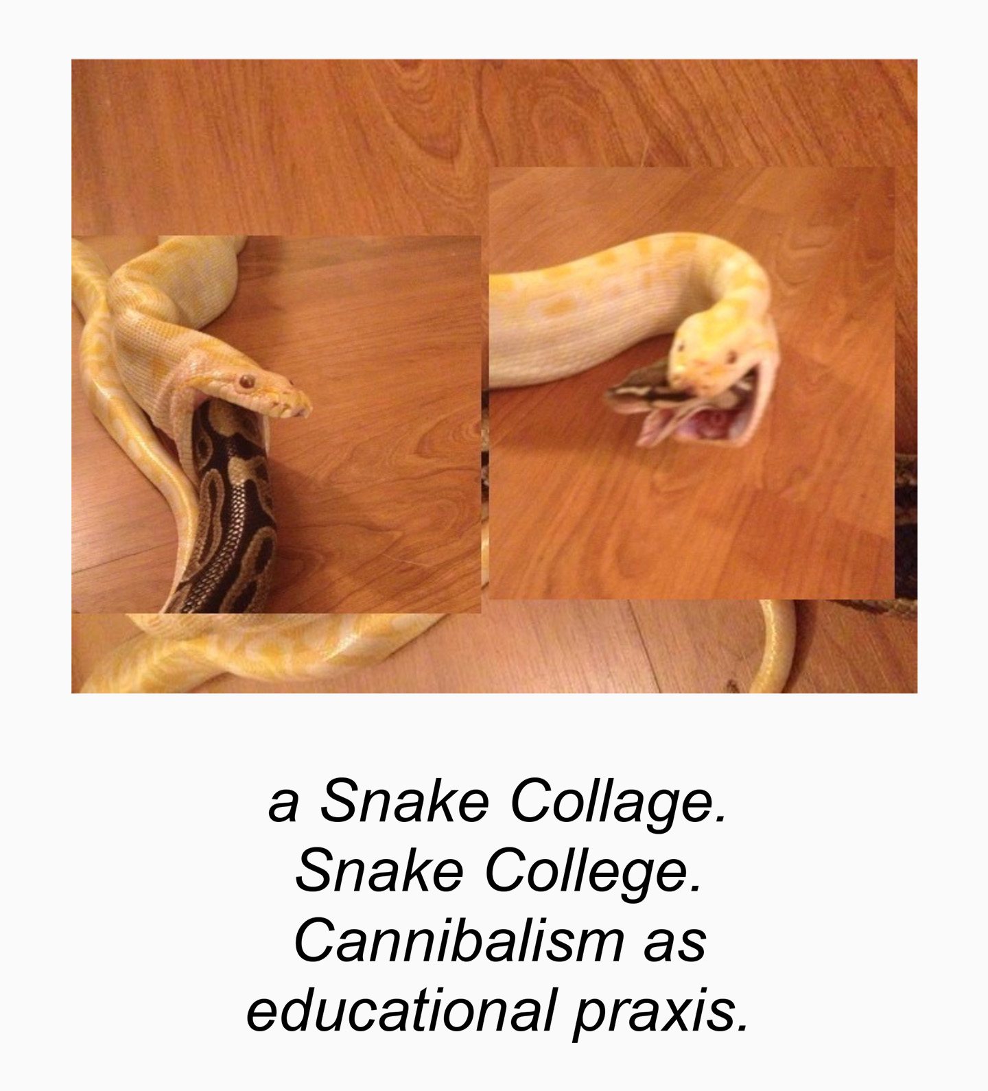 Two photographs of a snake on a wooden floor shedding its skin but looking like a white snake earing a brown snake. Text underneath reads 'A snake collage. Snake College. Cannibalism as educational praxis.'