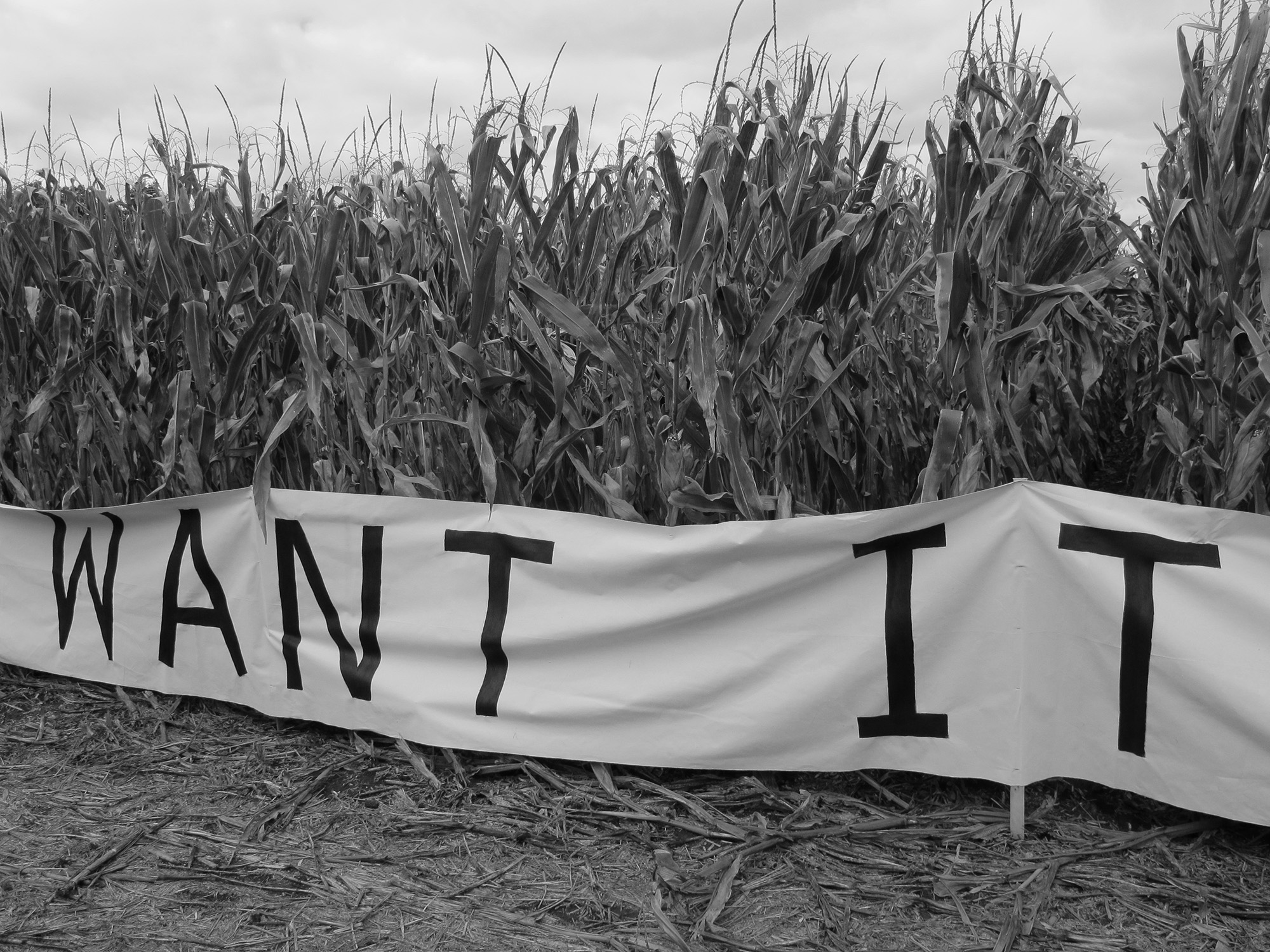 Black and white photo of a dense cornfield. Across the corn plants a white banner is stretched with black text printed on it reading 'WANT IT'